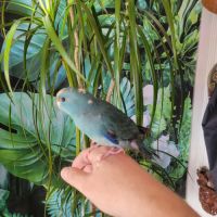 1 mâle et 1 femelle eam et 2 femelles man. #1