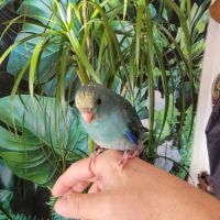 1 mâle et 1 femelle eam et 2 femelles man. #2