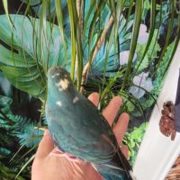 1 mâle et 1 femelle eam et 2 femelles man. #3