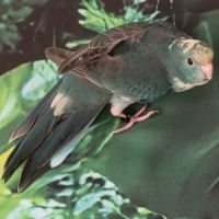 1 mâle et 1 femelle eam et 2 femelles man.