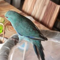 1 mâle et 1 femelle eam et 2 femelles man. #5