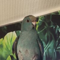 1 mâle et 1 femelle eam et 2 femelles man. #6