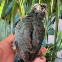 1 mâle et 1 femelle eam et 2 femelles man. #7