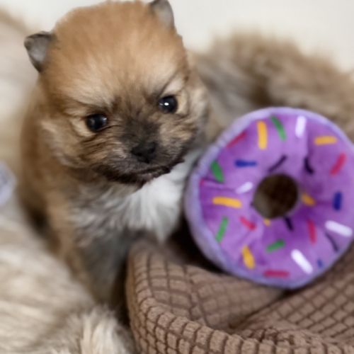 Spitz nain femelle #1