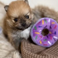 Spitz nain femelle #1