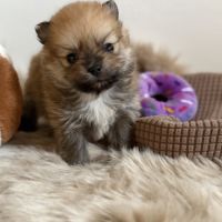 Spitz nain femelle #2