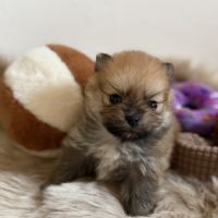 Spitz nain femelle #3