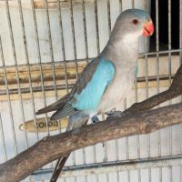 Échange princesse de galles