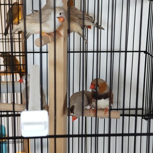 Couple de mandarin a vendre #1