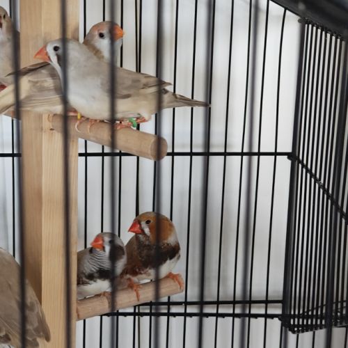 Couple de mandarin a vendre