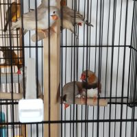 Couple de mandarin a vendre #1