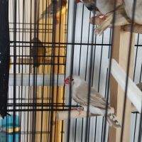 Couple de mandarin a vendre #2