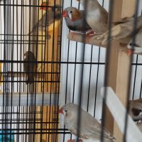 Couple de mandarin a vendre #3