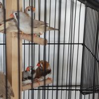 Couple de mandarin a vendre #0