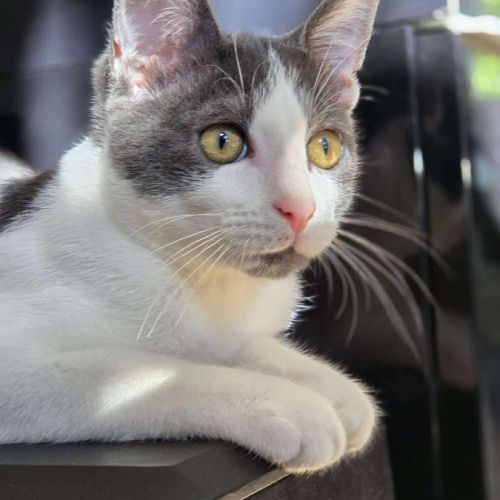 Alvin - chat à l’adoption #1