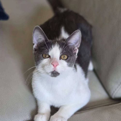 Alvin - chat à l’adoption