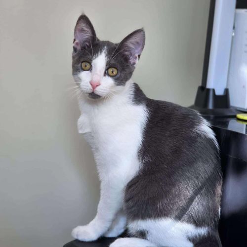 Alvin - chat à l’adoption #3