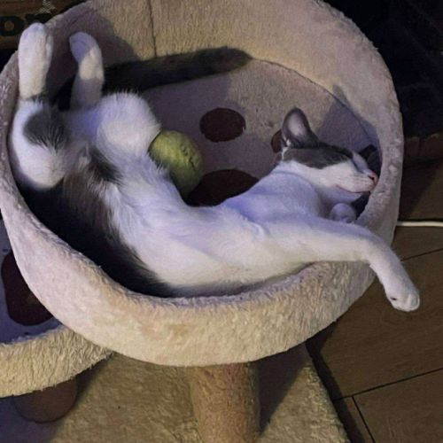 Alvin - chat à l’adoption #4