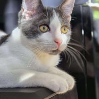 Alvin - chat à l’adoption #1