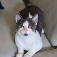 Alvin - chat à l’adoption #0