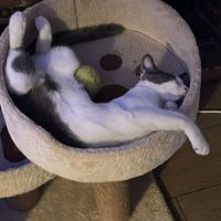 Alvin - chat à l’adoption #4