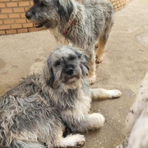 Regardez ces bouilles d'amour !  bergers léonais #2