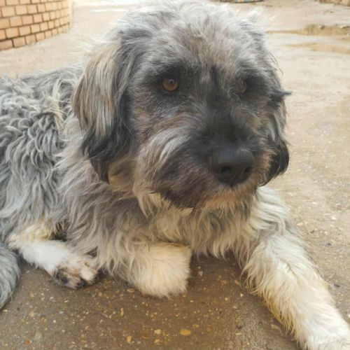 Regardez ces bouilles d'amour !  bergers léonais #3