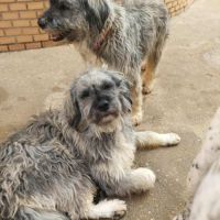 Regardez ces bouilles d'amour !  bergers léonais #2