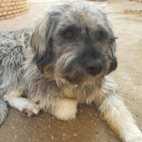 Regardez ces bouilles d'amour !  bergers léonais #3