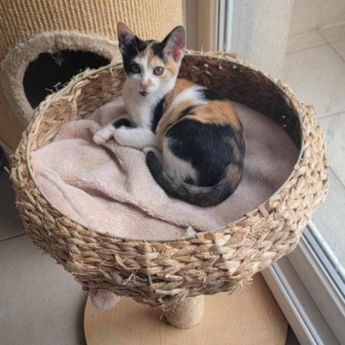 Flixie - chat à l’adoption