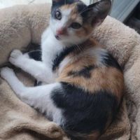 Flixie - chat à l’adoption #1