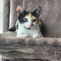 Flixie - chat à l’adoption #2