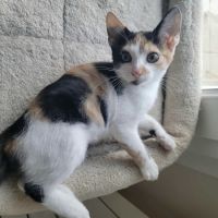 Flixie - chat à l’adoption #3