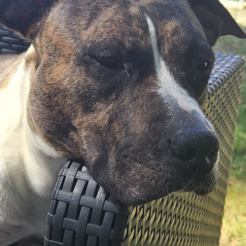 Femelle amstaff pour retraite #3