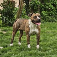 Femelle amstaff pour retraite #1