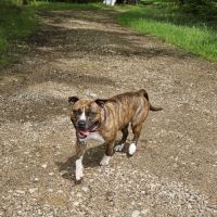 Femelle amstaff pour retraite #0