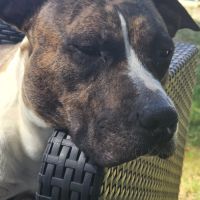 Femelle amstaff pour retraite #3