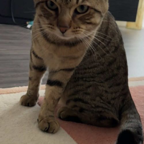 Simba jeune chat doux idéal pour famille #3