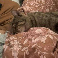 Simba jeune chat doux idéal pour famille #2