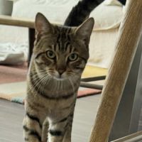 Simba jeune chat doux idéal pour famille