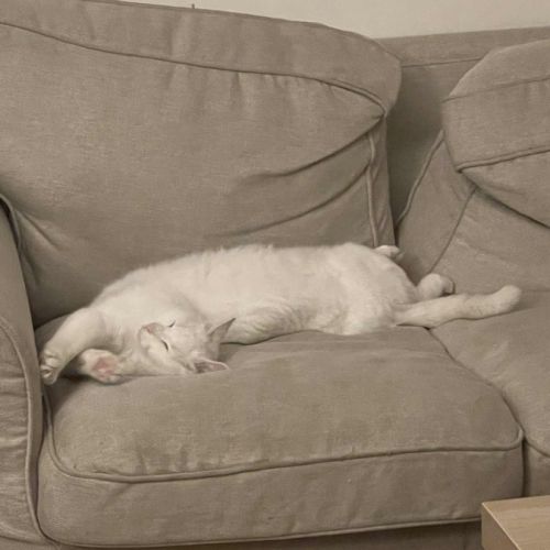 Snow un charmeur professionnel  #3