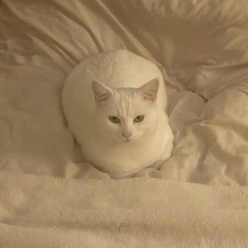 Snow un charmeur professionnel  #5