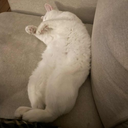 Snow un charmeur professionnel  #6