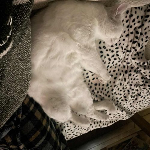 Snow un charmeur professionnel  #8