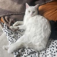 Snow un charmeur professionnel 