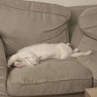 Snow un charmeur professionnel  #3