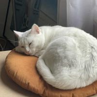 Snow un charmeur professionnel  #4