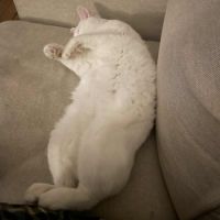 Snow un charmeur professionnel  #6