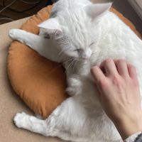 Snow un charmeur professionnel  #7