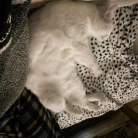 Snow un charmeur professionnel  #8